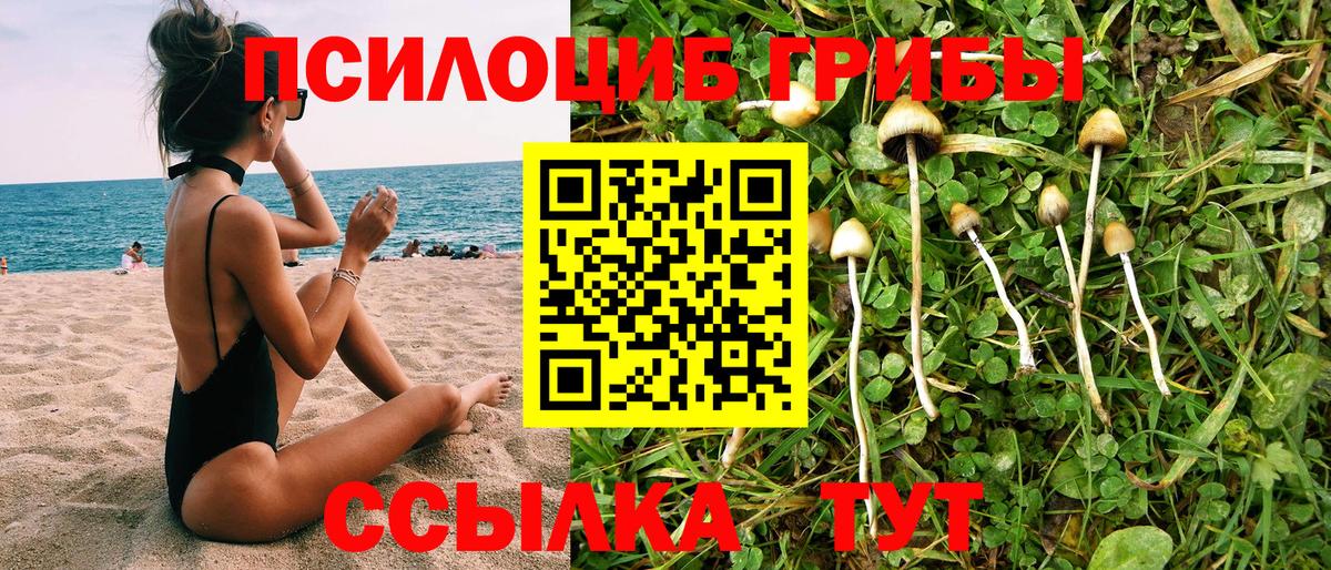 Псилоцибиновые грибы Cubensis Владивосток